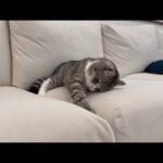 お気に入りのおもちゃがソファーの隙間に落ちちゃった猫がこうなってました…(YouTube)