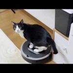 ルンバを止めると撫でてもらえると思っている猫(YouTube)