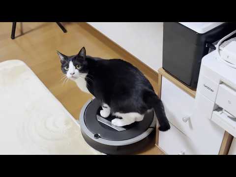 ルンバを止めると撫でてもらえると思っている猫(YouTube)