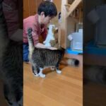 父ちゃん、毛繕いありがとう(YouTube)