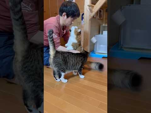 父ちゃん、毛繕いありがとう(YouTube)
