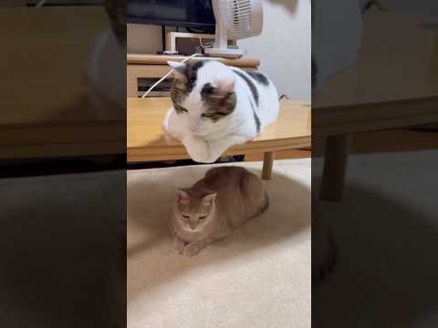 目の錯覚？豆大福がデカく見える(YouTube)