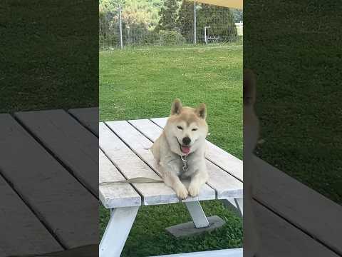 とっつぁんⅡ(YouTube)