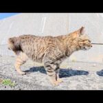 三本脚の猫ちゃんの顔を掻いてあげたら気持ちよさそうな表情を浮かべた(YouTube)