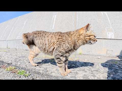 三本脚の猫ちゃんの顔を掻いてあげたら気持ちよさそうな表情を浮かべた(YouTube)