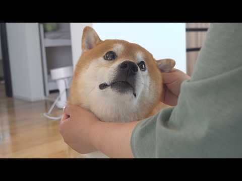 柴犬がママにしか見せない特別な顔が、これ。(YouTube)