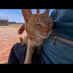 港近くの休憩所に座っていたら猫がやってきて膝の上に乗ってきた(YouTube)