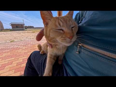 港近くの休憩所に座っていたら猫がやってきて膝の上に乗ってきた(YouTube)