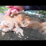 あごの下をモフられて、ヘソ天ポーズのまま脱力する猫(YouTube)