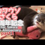 カワウソさくらの10歳を記念して10年間を振り返ってみた！３ Let’s take a look back to celebrate Sakura the otter 10th birthday! 3(YouTube)