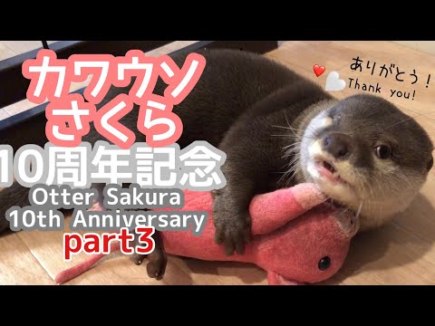 カワウソさくらの10歳を記念して10年間を振り返ってみた！３ Let’s take a look back to celebrate Sakura the otter 10th birthday! 3(YouTube)