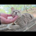キジシロ猫が可愛い声で鳴くと家族たちがワラワラと集まってきた(YouTube)