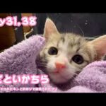 アタチあざといかちら  ゴミ箱に棄てられたキンと訳ありで保護されたクリ  Day31,38   2026 05 17 1(YouTube)