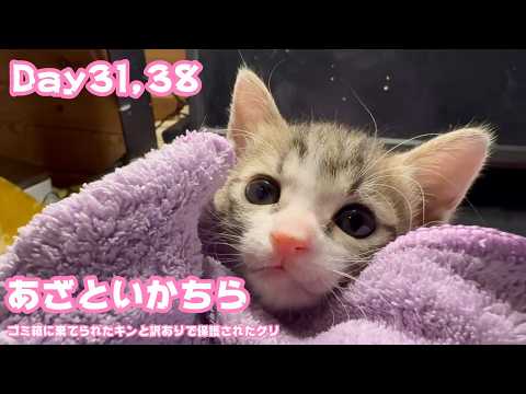 アタチあざといかちら  ゴミ箱に棄てられたキンと訳ありで保護されたクリ  Day31,38   2026 05 17 1(YouTube)