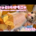 アタチちょっといいかんじニャン  ゴミ箱に棄てられたキンと訳ありで保護されたクリ  Day26,33  2026 05 12 1(YouTube)