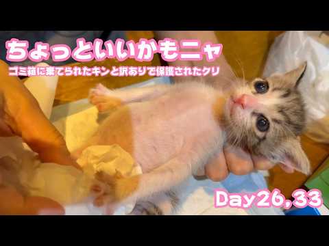 アタチちょっといいかんじニャン  ゴミ箱に棄てられたキンと訳ありで保護されたクリ  Day26,33  2026 05 12 1(YouTube)