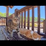 地獄案内猫たちの待機所…今日も猫たちは静かに次の案内を待っています(YouTube)