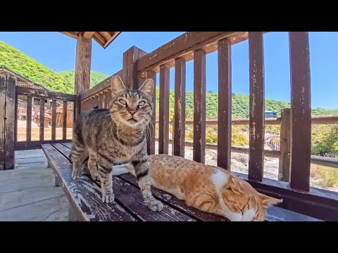 地獄案内猫たちの待機所…今日も猫たちは静かに次の案内を待っています(YouTube)