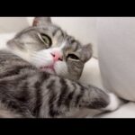 寝顔を撮られてたのに気づいたもちのリアクションがこちらw(YouTube)
