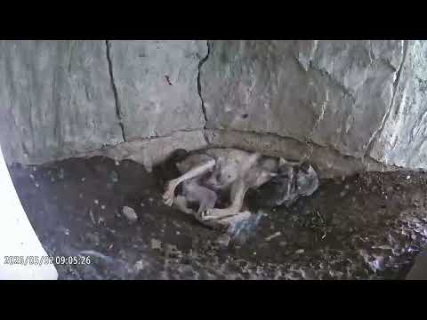 2026年4月26日、タイリクオオカミが生まれました：多摩動物公園(YouTube)