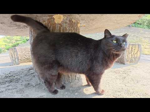 山道で出会った黒猫ちゃんが日当たりの良いテーブルまでついてきた(YouTube)