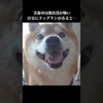 柴犬は怖い⁉️熊に遭遇したくないので… #shibainu #青森市 #犬のいる暮らし(YouTube)
