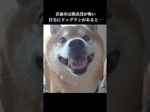 柴犬は怖い⁉️熊に遭遇したくないので… #shibainu #青森市 #犬のいる暮らし(YouTube)