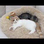 仲良く一緒のベッドでお昼寝してた猫たちですが窮屈すぎてこうなっちゃいました…(YouTube)