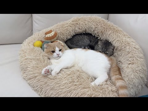 仲良く一緒のベッドでお昼寝してた猫たちですが窮屈すぎてこうなっちゃいました…(YouTube)