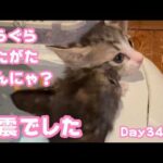 ぐらぐらがたがただからね  なんにゃ？  地震でした ご心配をおかけしましたが今のとこ大丈夫です  ゴミ箱に棄てられたキンと訳ありで保護されたクリ  Day34,41  2026 05 20 2(YouTube)