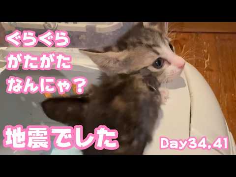 ぐらぐらがたがただからね  なんにゃ？  地震でした ご心配をおかけしましたが今のとこ大丈夫です  ゴミ箱に棄てられたキンと訳ありで保護されたクリ  Day34,41  2026 05 20 2(YouTube)