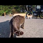 甘えん坊猫ちゃん、ライバル猫には厳しかった(YouTube)