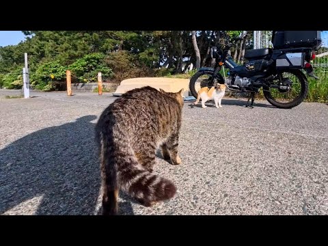 甘えん坊猫ちゃん、ライバル猫には厳しかった(YouTube)