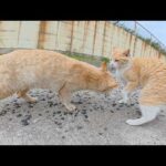 ケンカして海へ避難していた茶シロ猫の所に茶トラ猫が謝りにきた(YouTube)