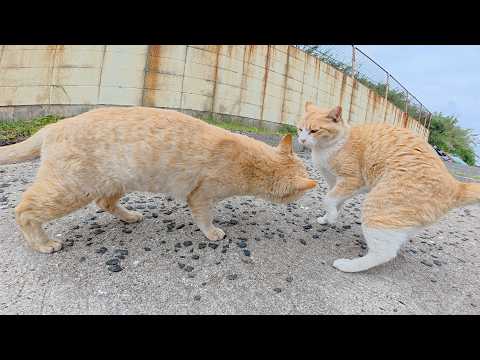 ケンカして海へ避難していた茶シロ猫の所に茶トラ猫が謝りにきた(YouTube)