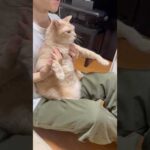 おぉぉろぉぉぉせぇぇぇ(YouTube)