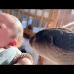 2度目の赤ちゃん接触を行うカワウソ An otter making contact with a baby for the second time(YouTube)