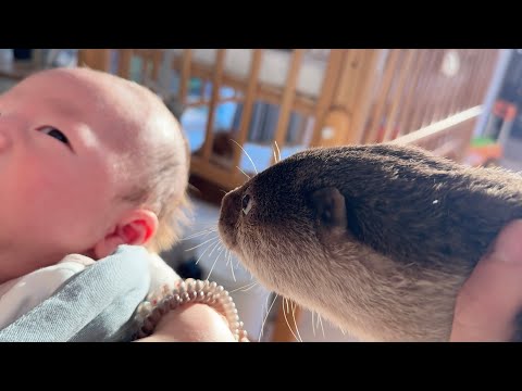 2度目の赤ちゃん接触を行うカワウソ An otter making contact with a baby for the second time(YouTube)