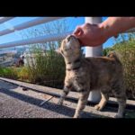 人を見ると大喜びでゴロンゴロン転げまわる野良猫が可愛すぎた(YouTube)