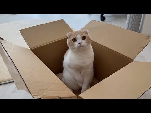 届いた段ボールは全部自分の猫ベッドだと勘違いしてる猫が毎回こうなっちゃいますw(YouTube)