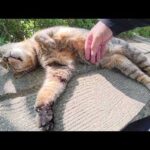 人間にモフられるとヘソ天ポーズになってしまうキジトラ猫ちゃん(YouTube)