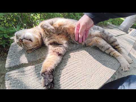 人間にモフられるとヘソ天ポーズになってしまうキジトラ猫ちゃん(YouTube)