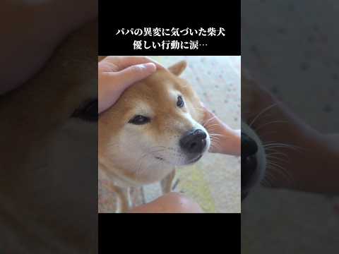 柴犬はパパの異変に気づき、優しい姿を見せてくれて…(YouTube)