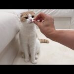 おやつとサプリの違いに気づかずペロッと食べちゃった猫の反応が…笑(YouTube)