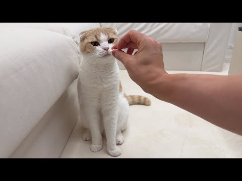 おやつとサプリの違いに気づかずペロッと食べちゃった猫の反応が…笑(YouTube)