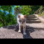 【今週の感動猫動画 2026/5/2w】今週撮った未公開猫動画まとめて公開-unreleased video of this week(YouTube)