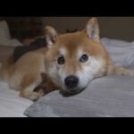 寝室で起きた優しい出来事に涙が出ました。(YouTube)