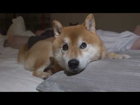 寝室で起きた優しい出来事に涙が出ました。(YouTube)