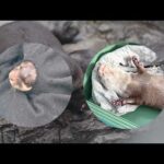 【海遊館】世界カワウソの日（2026）(YouTube)