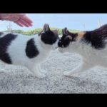 嫉妬深い猫達がライバルを追い払って競うように甘えてきた(YouTube)